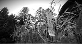 tanabata